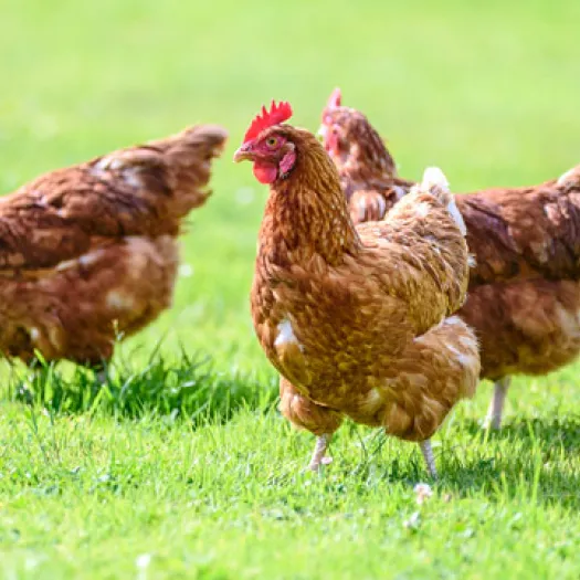 Chickens