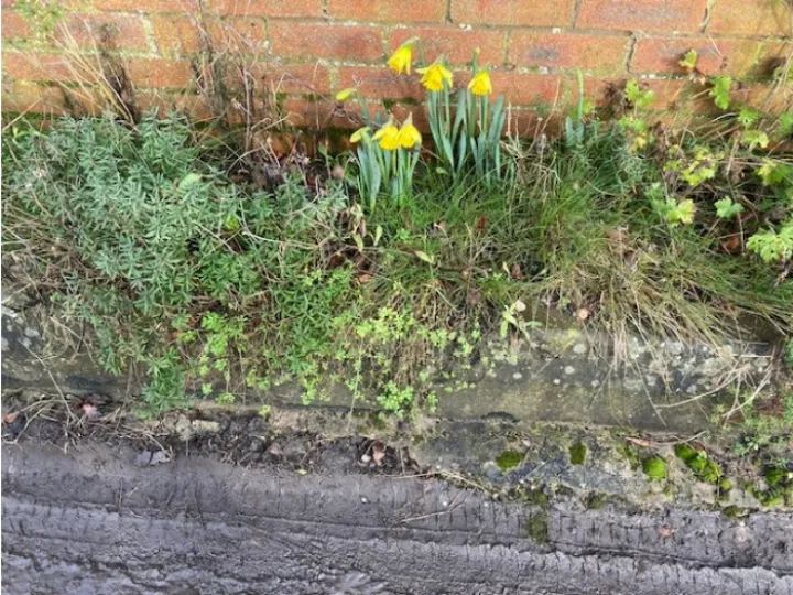 daffodils