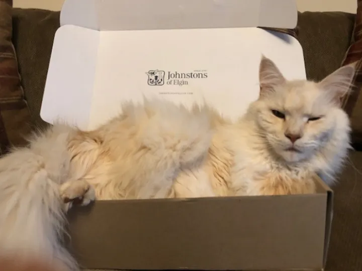 Buerton Lost cat