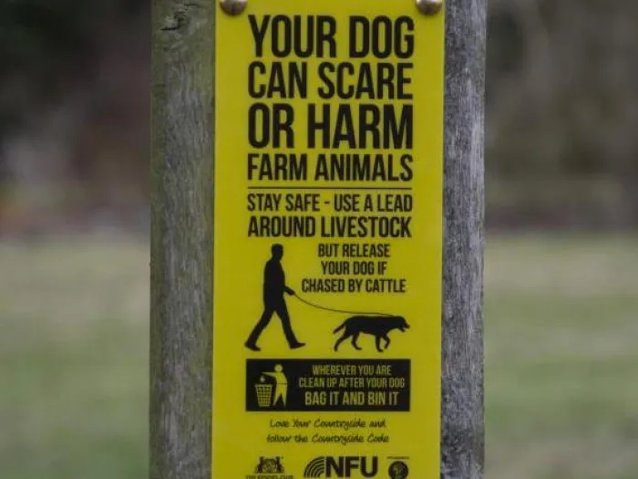 sheep worrying