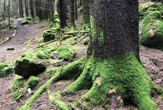 Roots