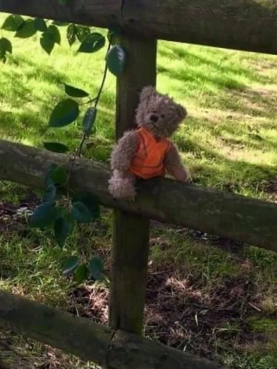 Cadent Teddies