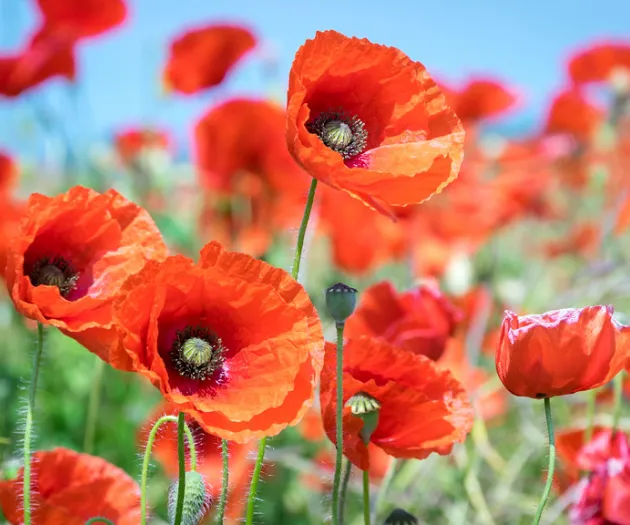 poppy