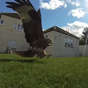 Red Kites in Haddenham 01