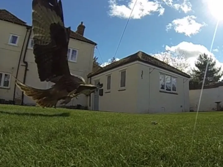 Red Kites in Haddenham