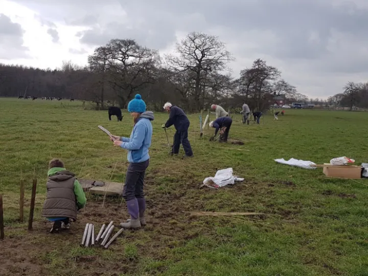 Hedge Planting