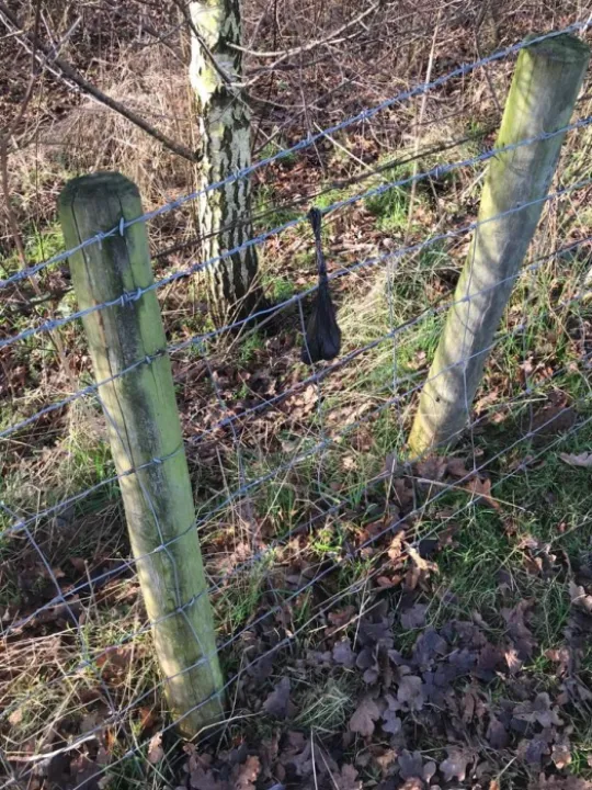 dog poo 1