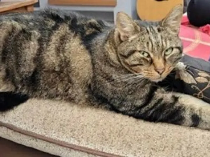 Record 86 Lost Cat