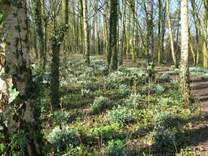 Snowdrops 2022 2