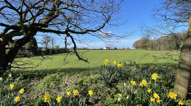 Daffodils and fields
