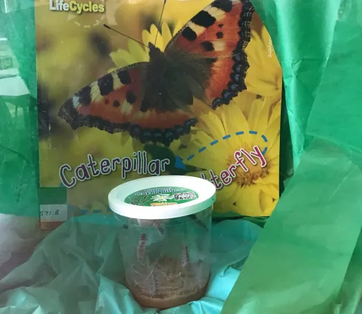 Class 2 Caterpillars
