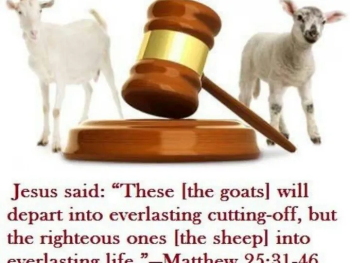 sheep