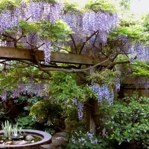 Turn-end-garden-wisteria