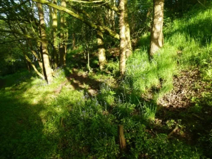 Bluebell wood
