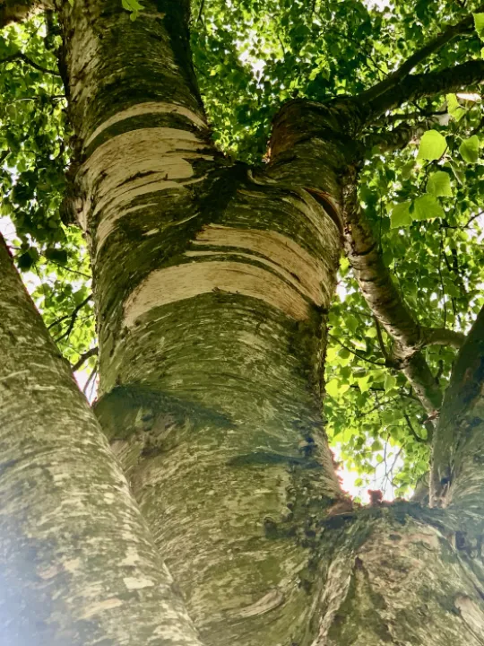 Stripped Bark 1
