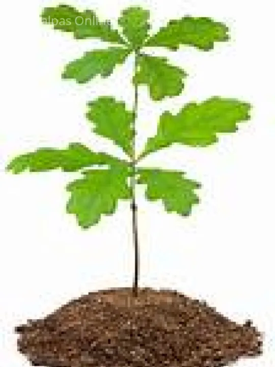 Oak tree