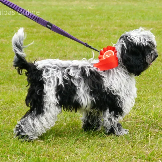 Waggiest tail