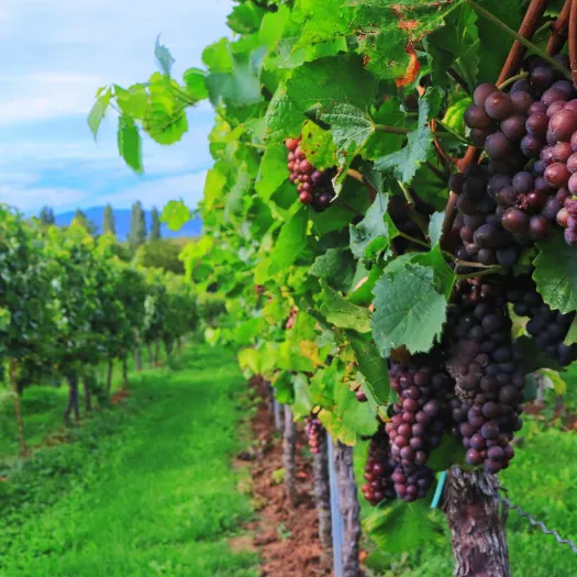 Vineyard