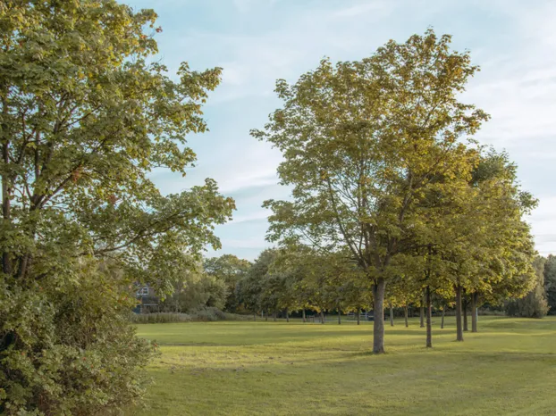 Trees and Green Space