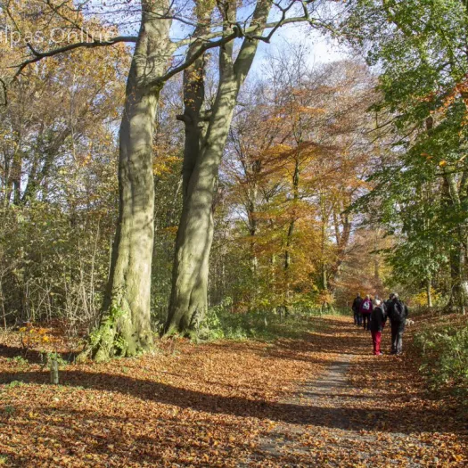 Welbeing Walks 1