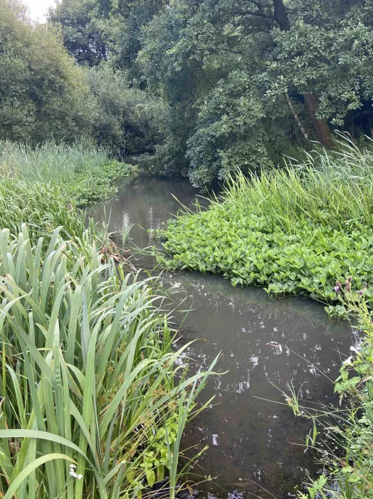 Waste pond water