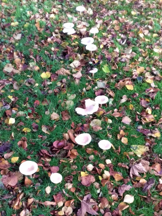 Mycellia Path