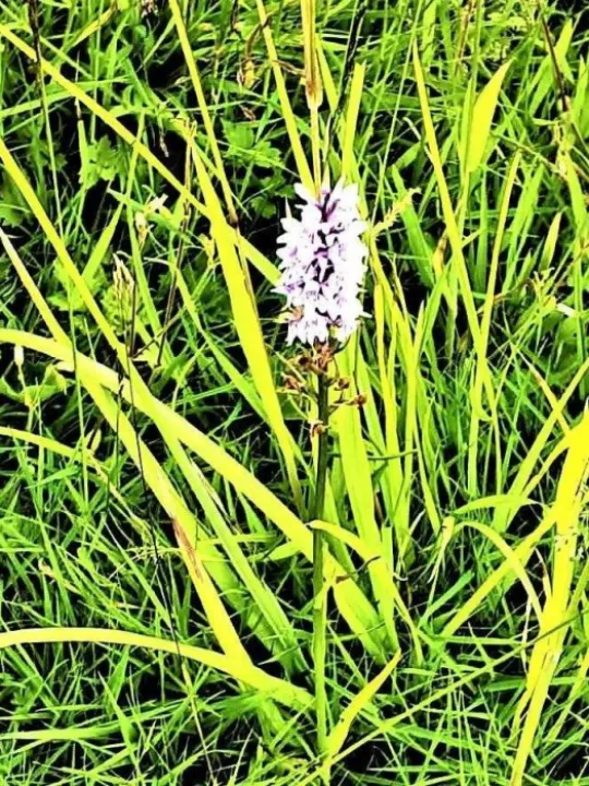 Orchid