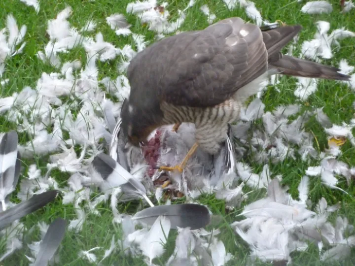 Sparrowhawk