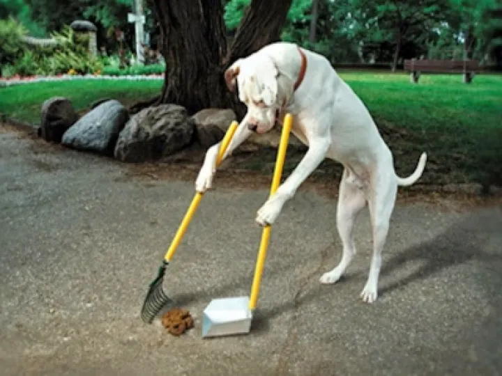 Dog Poo 03