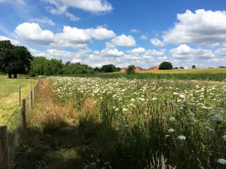 meadow