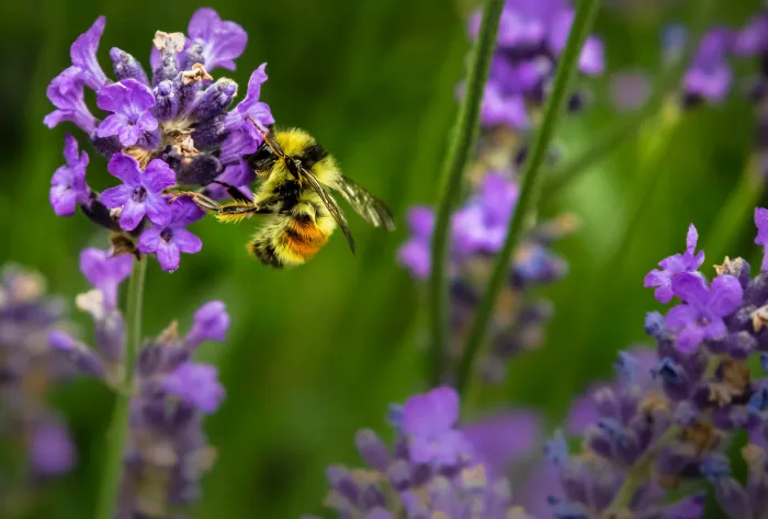 Bee on flower