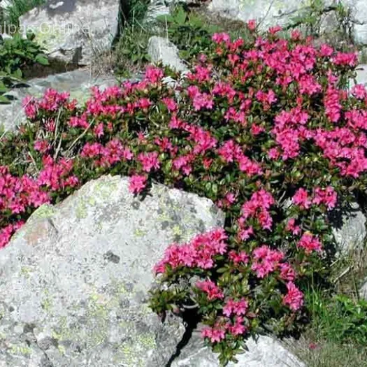 alpine plants