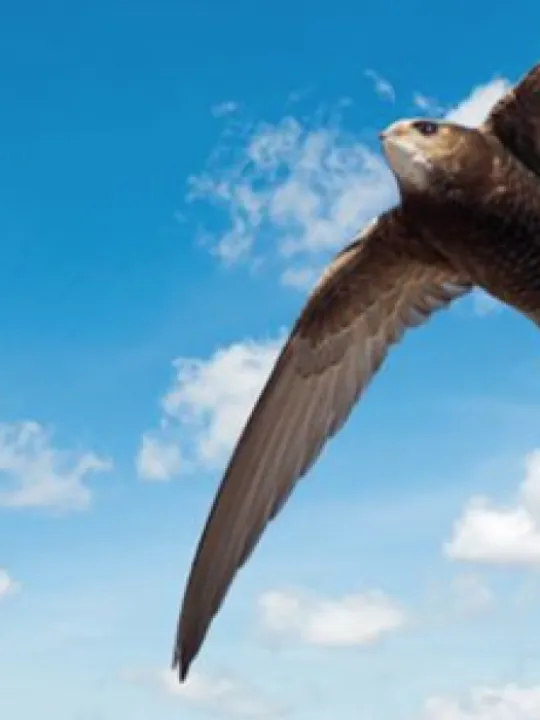 Swift 2