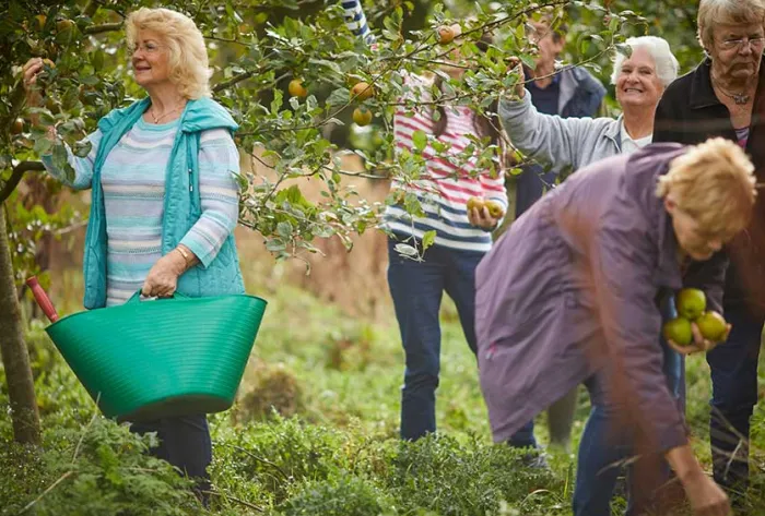 elswick-residents-picking-apples