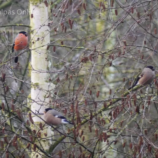 Bullfinches
