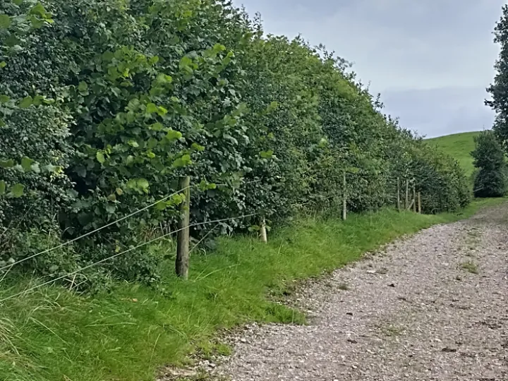 Marlheath Hedge24