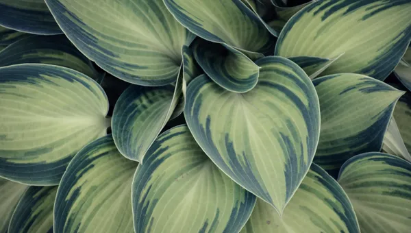 Closeup Photo of Green Variegated Leaf Plants