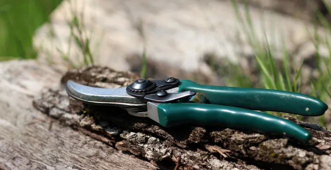 Shears, scissors, nature