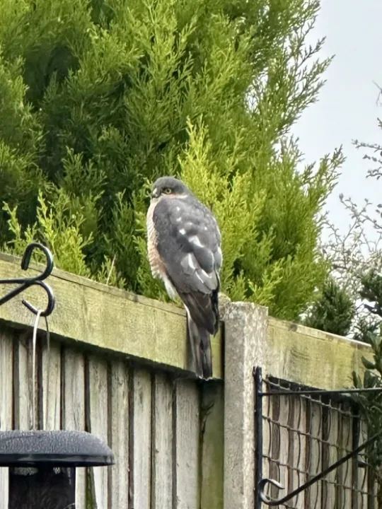 Hawk