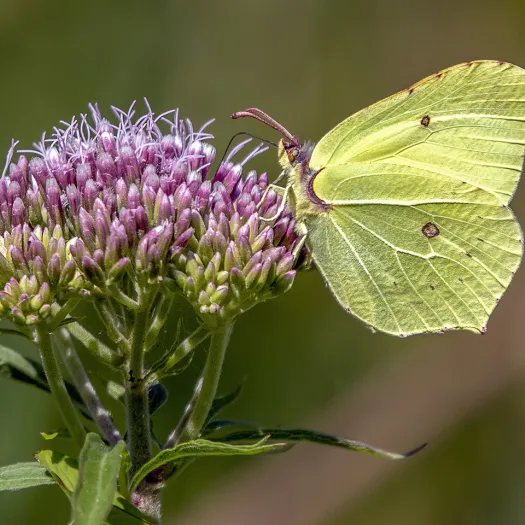 Brimstone, butterfly, nature