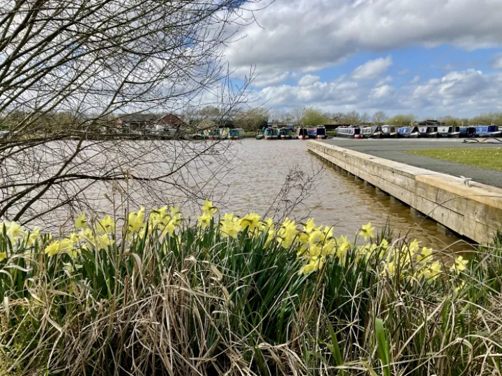 Daffodils