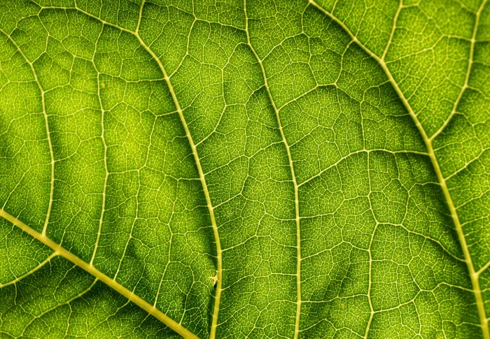 Green-leaf Close-up Photo