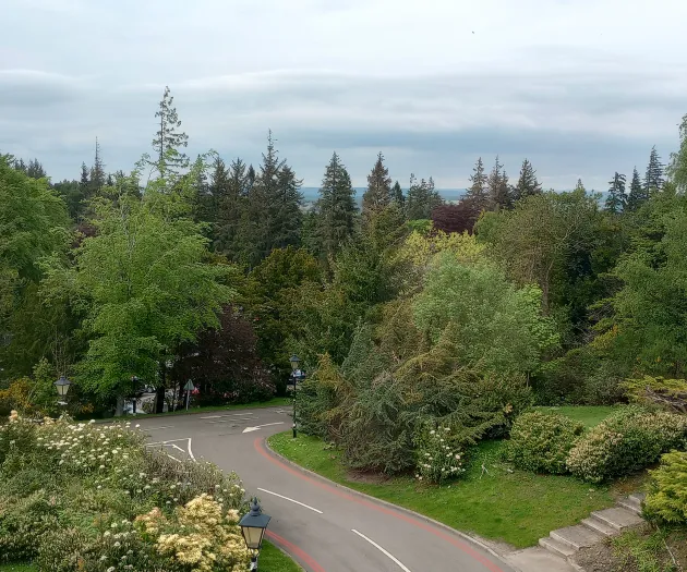 Trees – View From a Window