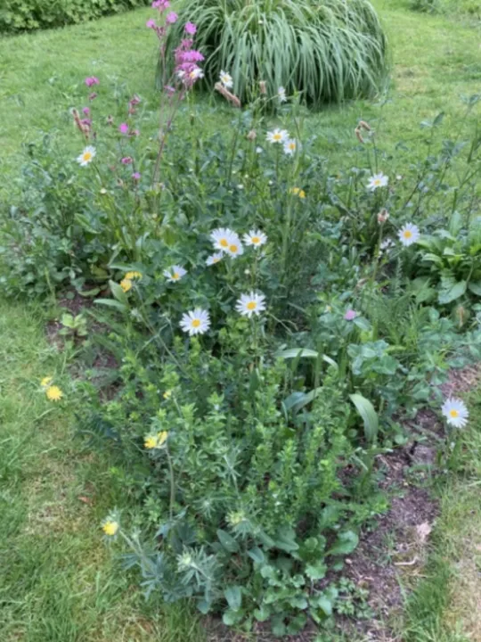 Mini meadows