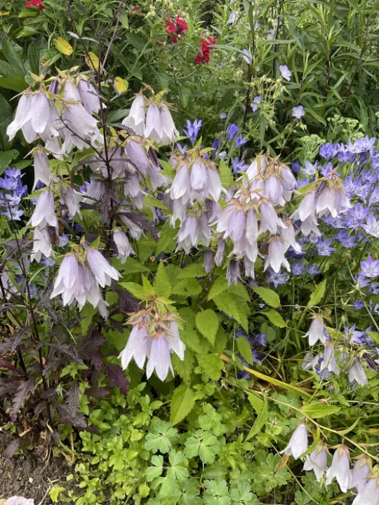 Garden blogjuly24