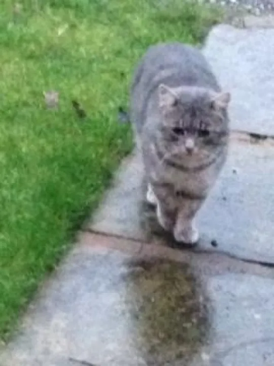 Stray cat--