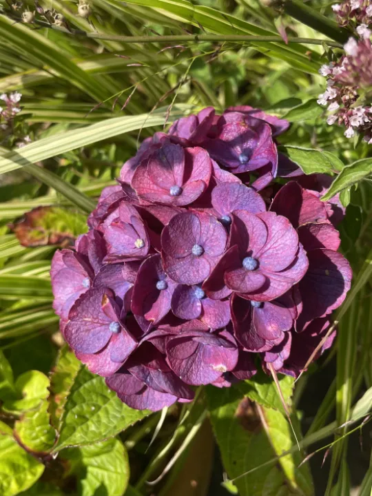 Garden blog aug 24