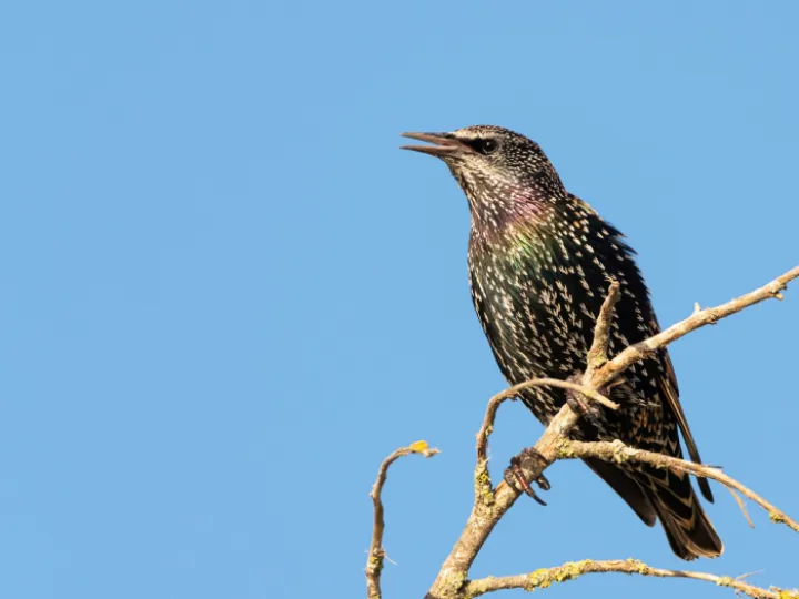 Starling, bird, animal