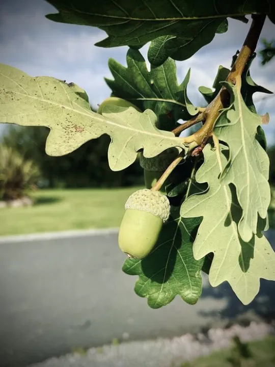 Acorn