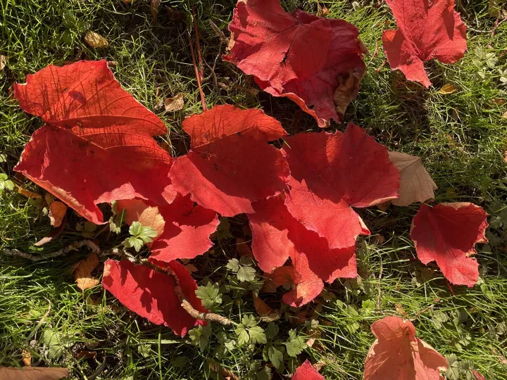 Autumn garden